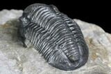 Bargain, Gerastos Trilobite Fossil - Morocco #145752-5